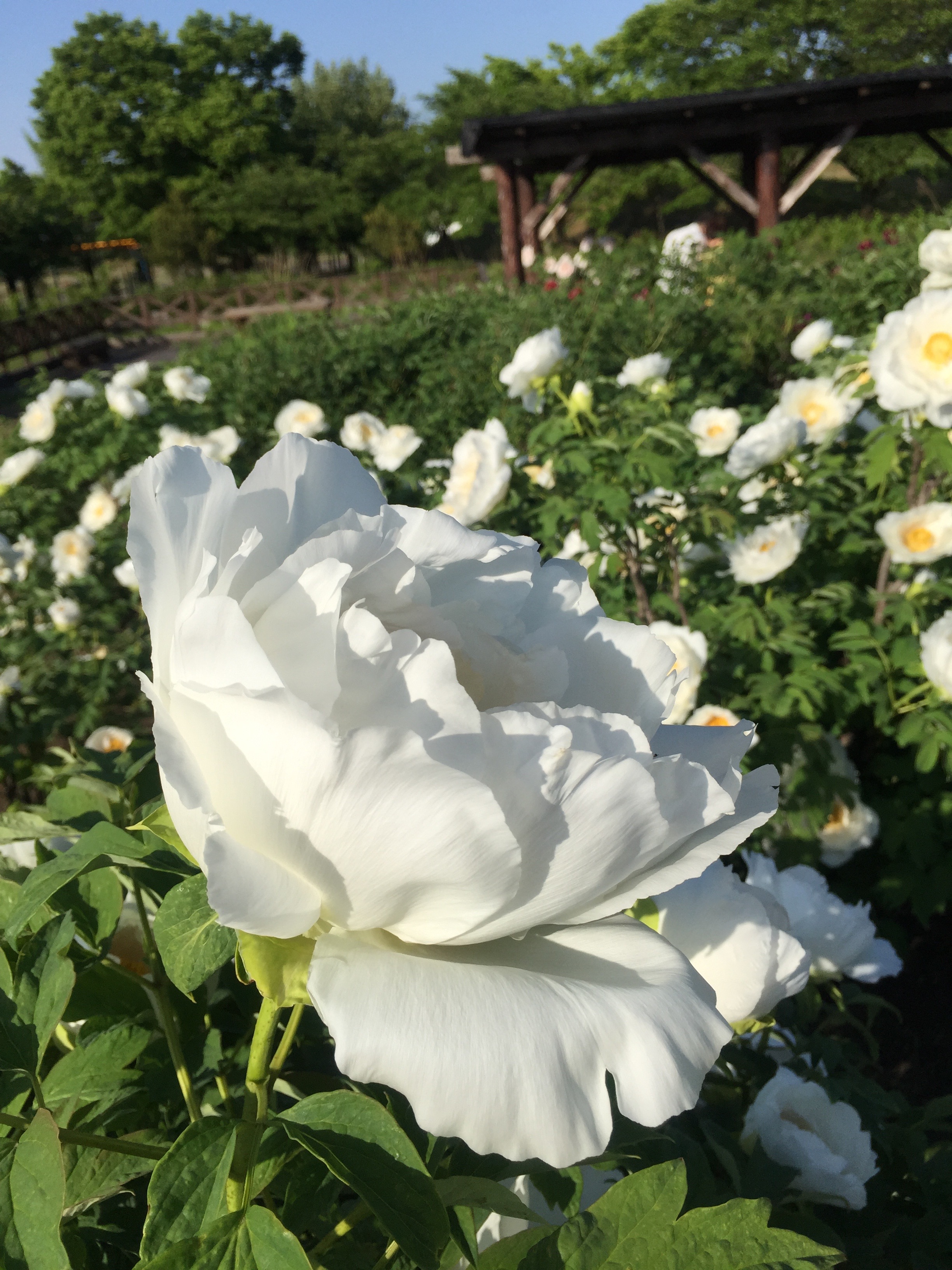 五泉市 東公園　牡丹祭