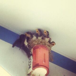 SECOMしてますか？育ってますね。