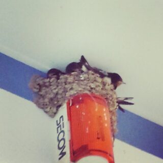 セコムしてますか？