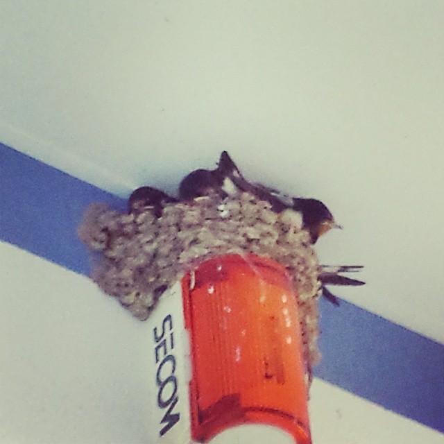 セコムしてますか？