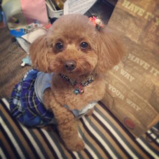 うるも、ハロウィンです。