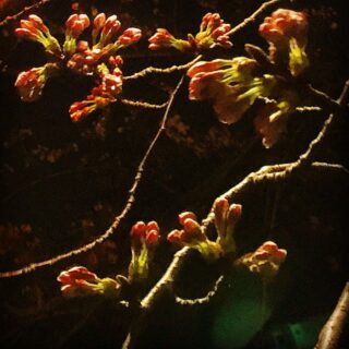鳥屋野潟の桜も咲きかけてます。さあ、かえろかな〜w