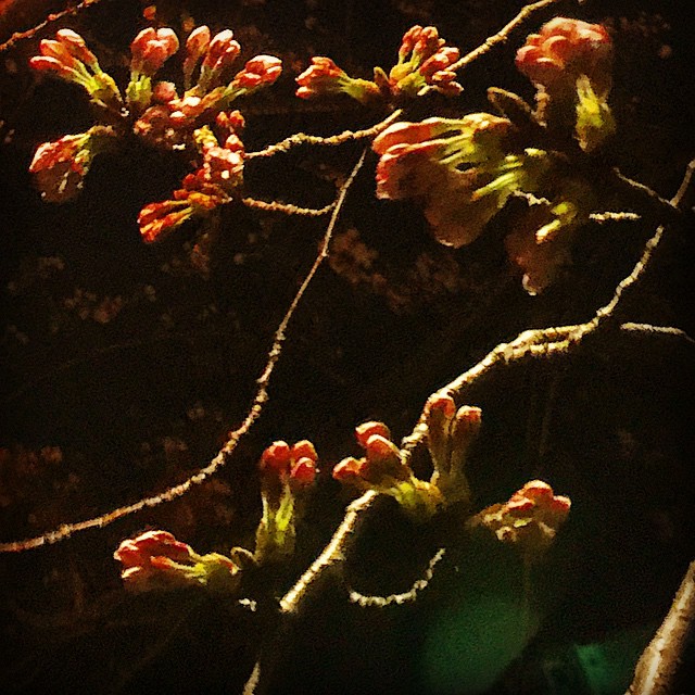 鳥屋野潟の桜も咲きかけてます。さあ、かえろかな〜w