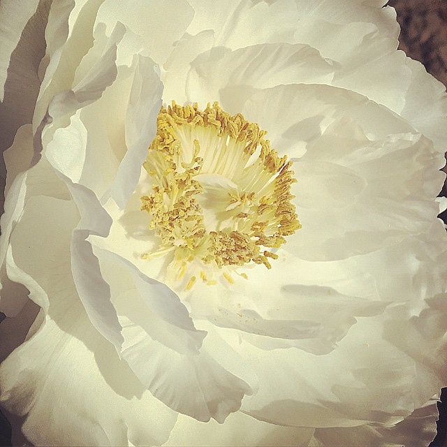 牡丹は、派手な花だ