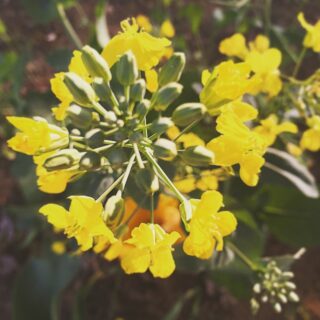 菜の花 センター撮り