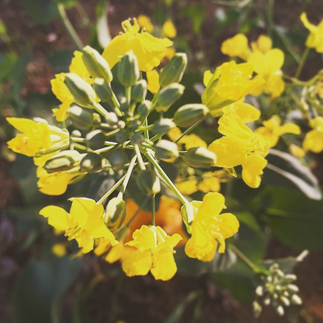 菜の花 センター撮り
