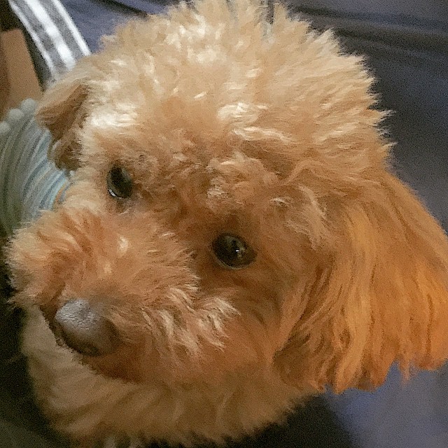 るすばんいやだの顔