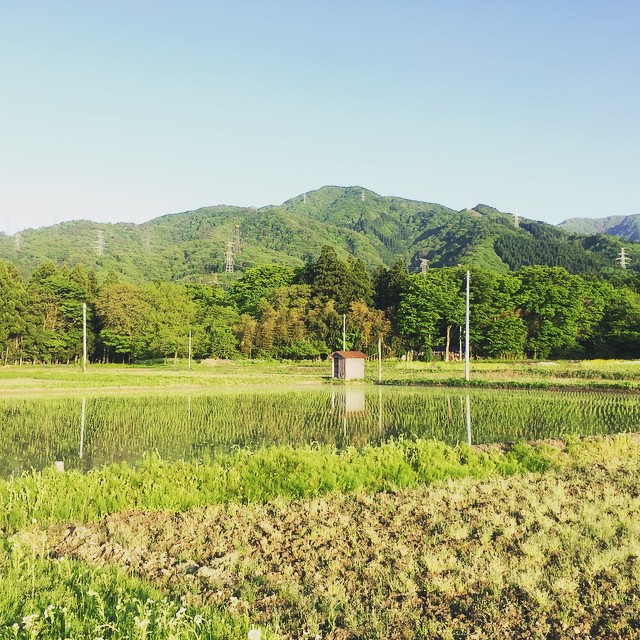 田植 20150505