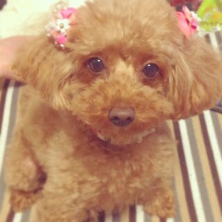 シルバーえんど