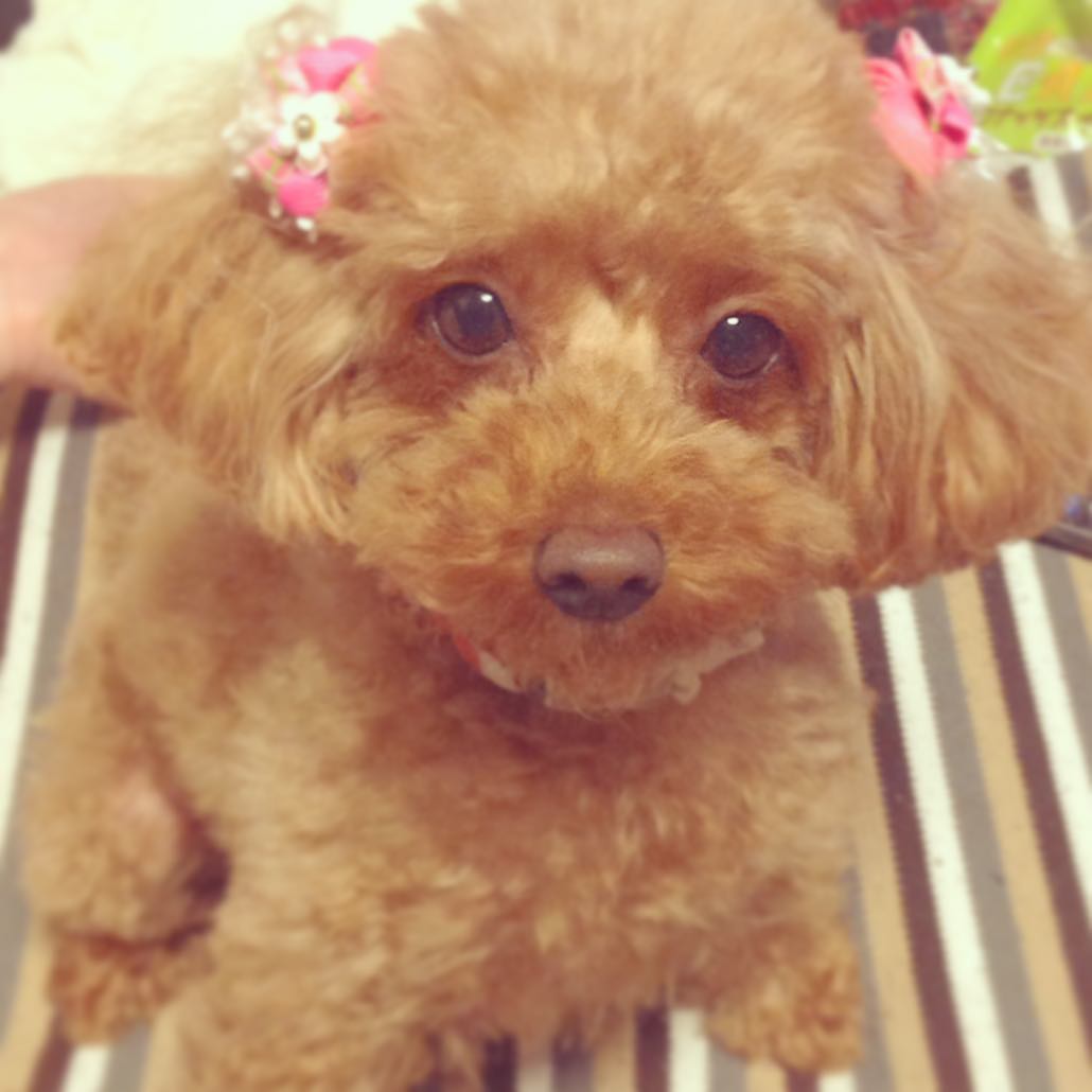 シルバーえんど