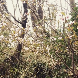 山桜が咲いていました。