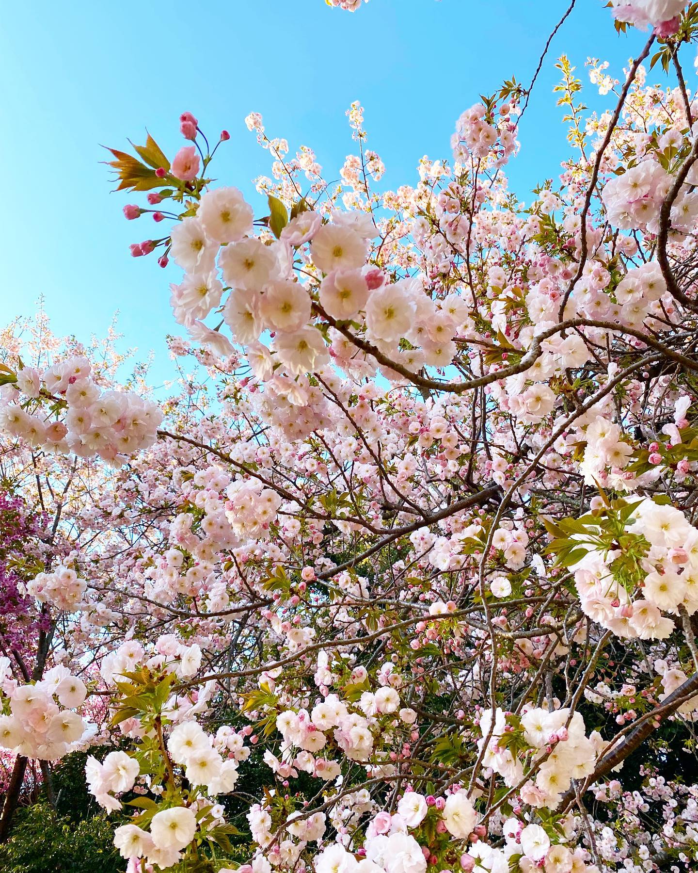 遅ればせながら、八重桜。先週は町内会費の集金でした 4