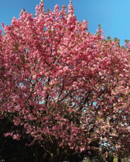 遅ればせながら、八重桜。先週は町内会費の集金でした 3