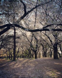 遅ればせながら、桜。先週は町内会費の集金でした 2