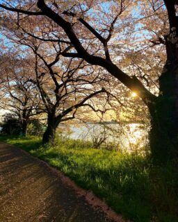 遅ればせながら、桜。先週は町内会費の集金でした 5
