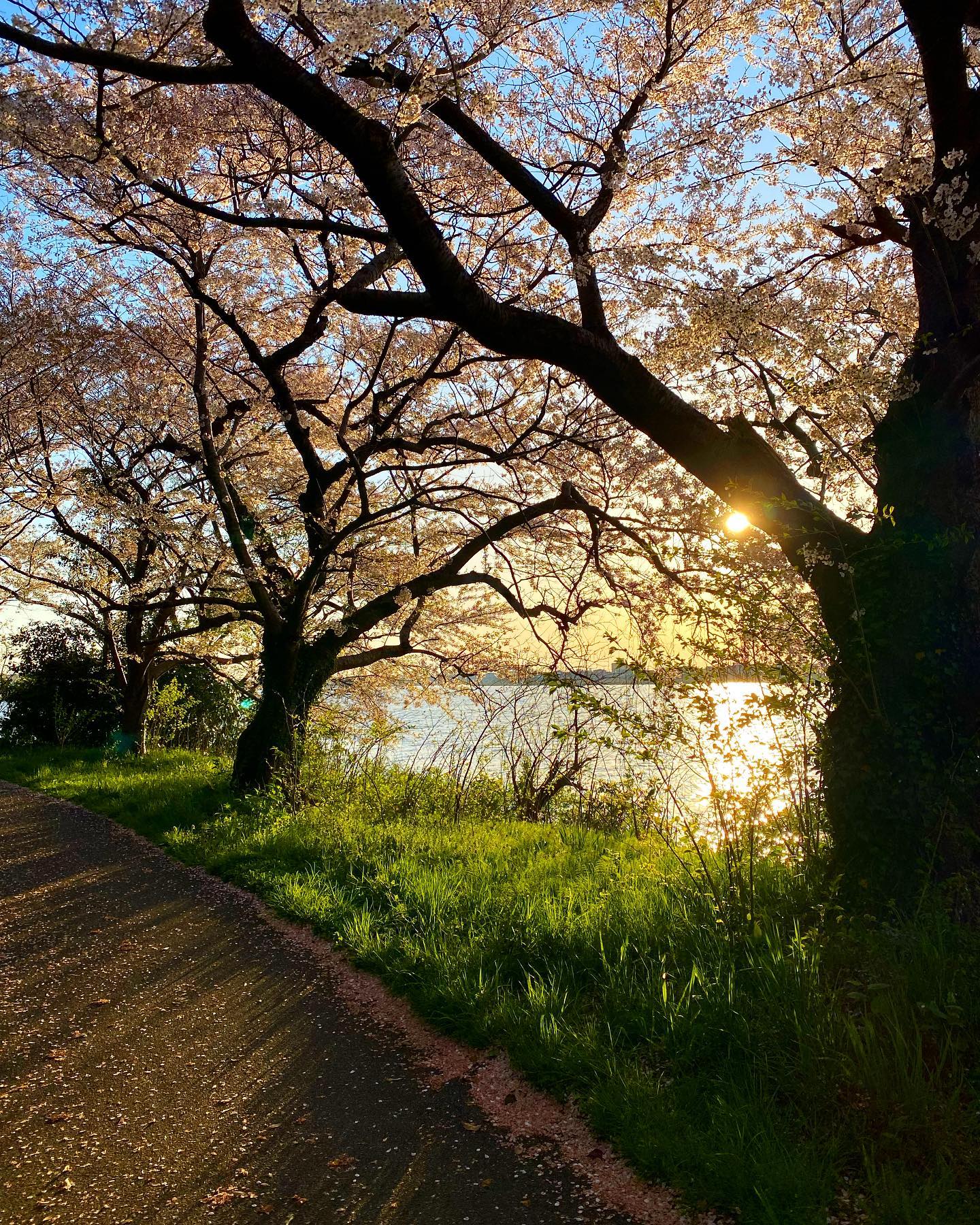遅ればせながら、桜。先週は町内会費の集金でした 5