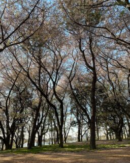 遅ればせながら、桜。先週は町内会費の集金でした