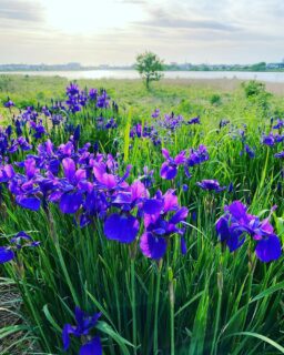 あやめ  Iris sanguinea