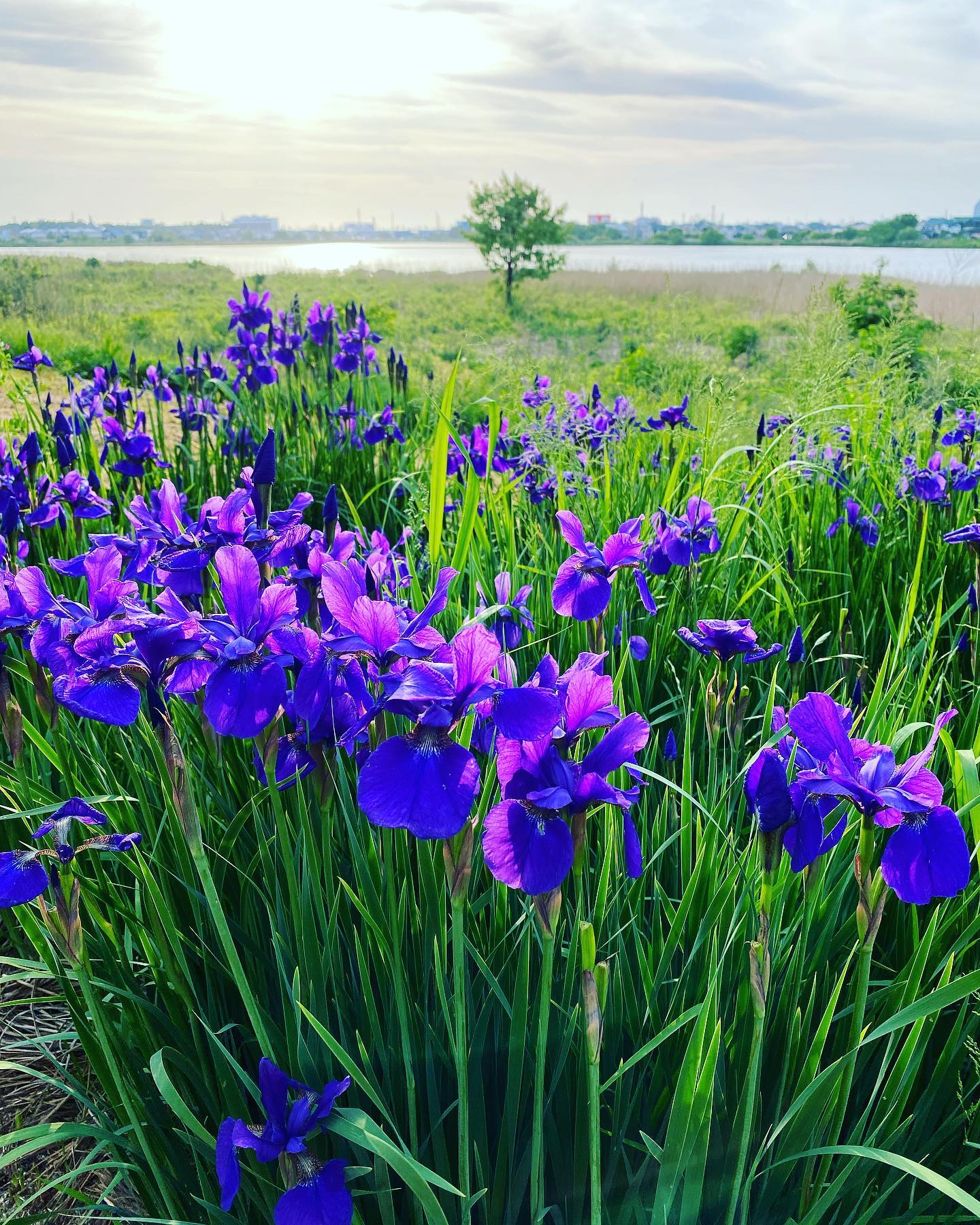 あやめ  Iris sanguinea