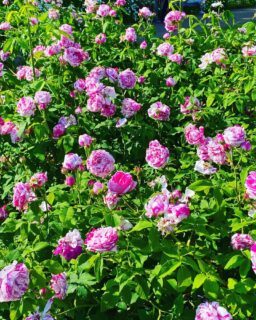 ローズガーデン 2