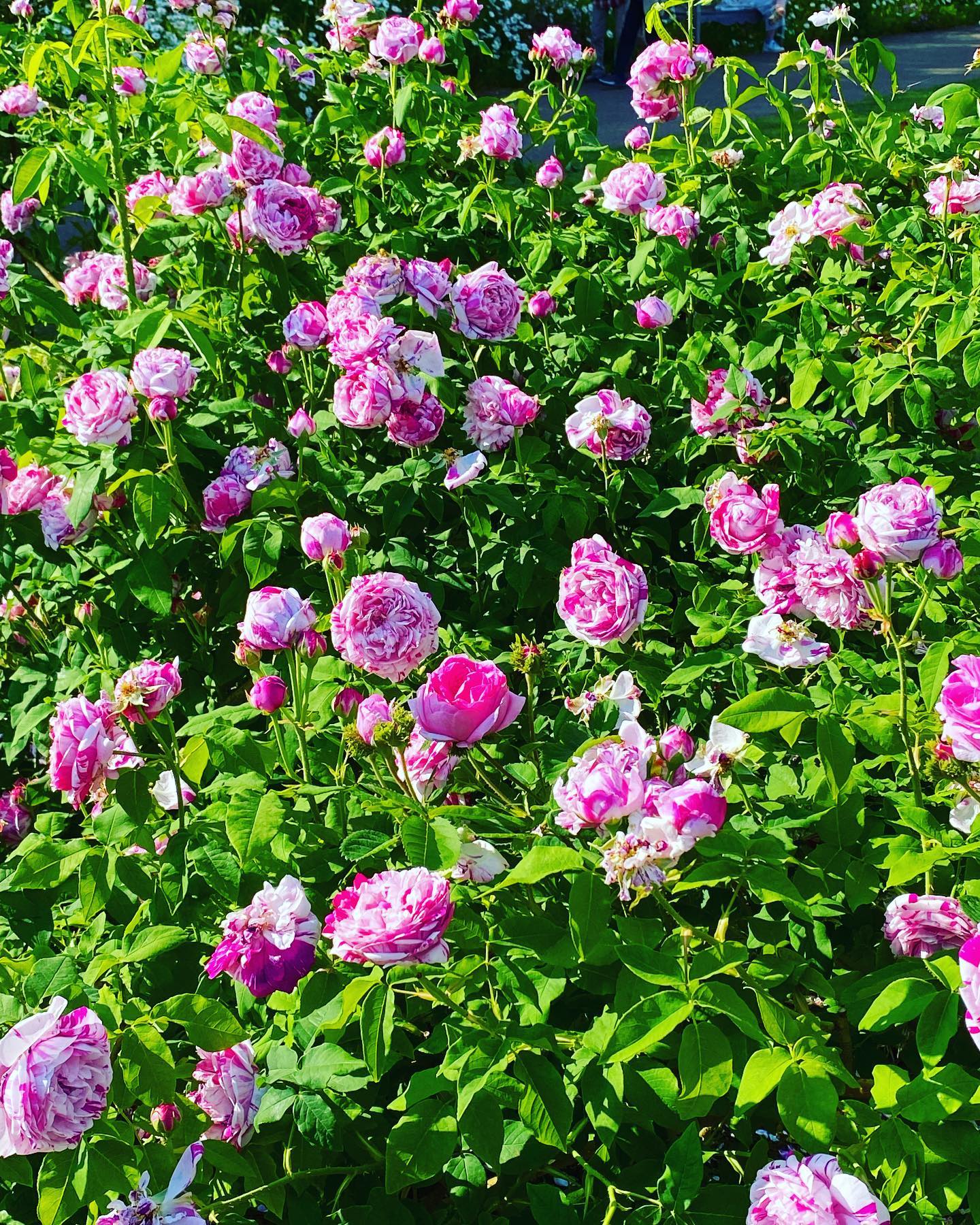 ローズガーデン 2