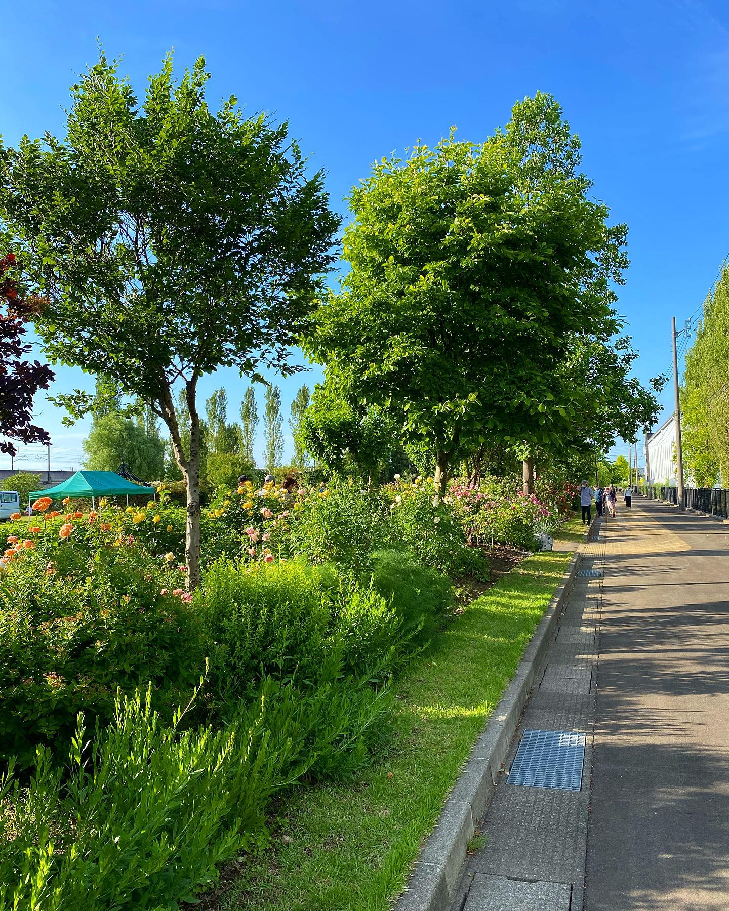 ローズガーデン