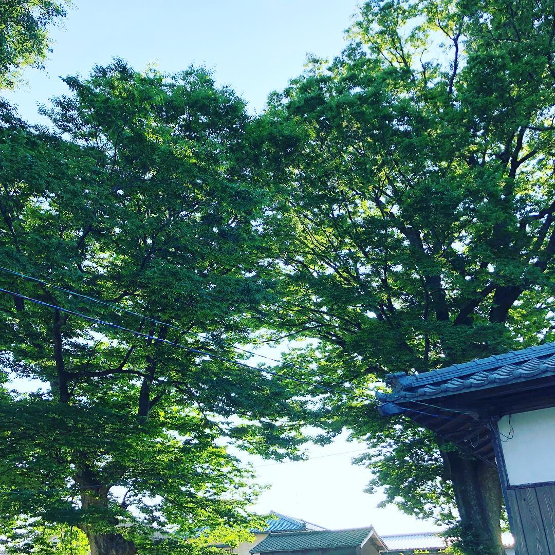 田舎のお盆休み